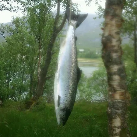 Prázdninový areál Kjellingstraumen Fjordcamp Nygardsjoen